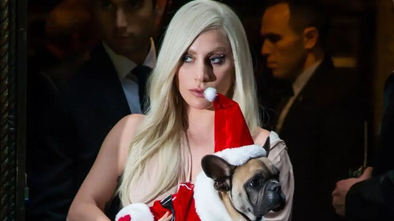 Lady Gaga Bulldog Walker Gunshot -Offers Half A Million For Rest Two Stolen Bulldog